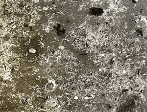 A close up of the surface of an ocean floor