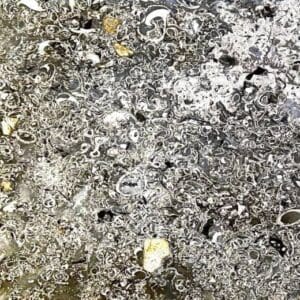 Natlandite Fossil Stone<br> ¾” X 24” X 54” Slab