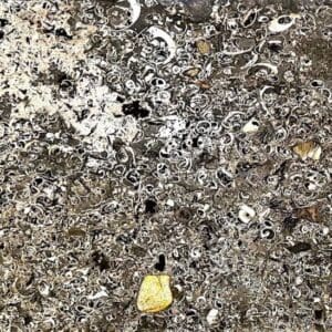 Natlandite Fossil Stone <br>¾” X 24” X 54” Slab