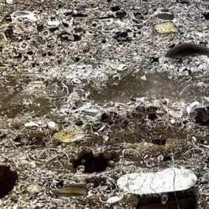 A close up of the ground with rocks and leaves